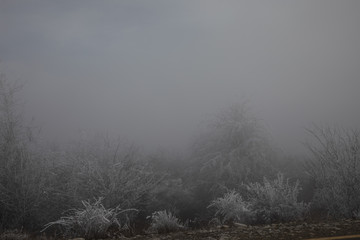 hard rime, frozen tree winter wonderland scenery. freezing fog and Mist background. moisture forming ice.