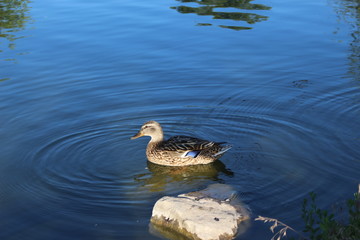 bird, water, duck, nature, lake, animal, wildlife, blue, swimming, seagull, wild, sea, mallard, pond, feather, beak, swim, swan, white, birds, reflection, waterfowl, wing, gull, ducks