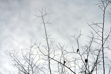 no leaves branches with cold winter sky
