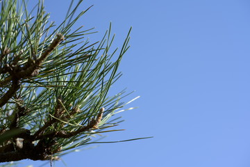 Black pine on cliffed coast