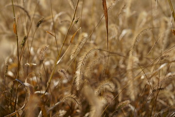 Foxtail grass in field