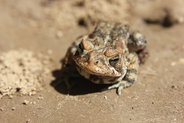 Toad
