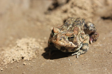 Toad 