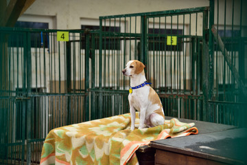A dog locked in a cage of animal shelters.