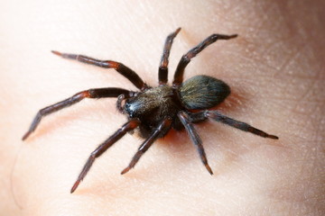 black spider on my hand