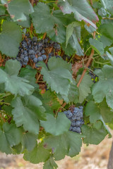 Detailed view of agricultural fields with vineyards, typically Mediterranean