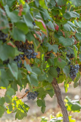 Detailed view of agricultural fields with vineyards, typically Mediterranean