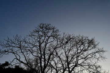 silhouette of a tree against blue sky