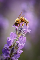 Bee and laverder flower closeup in purple field