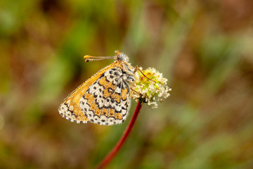 butterfly nature flower macro drop