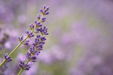 Fototapeta premium Laverder flower closeup in purple lavender field