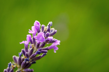 Obraz premium A laverder flower closeup over green background