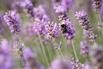Obraz premium Laverder flower closeup in purple lavender field