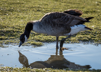 Canada Goose.
