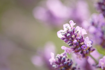 Obraz premium Laverder flower closeup in purple lavender field