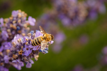 Bee and laverder flower closeup in purple field