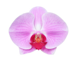 Naklejka na ściany i meble Purple phalaenopsis orchids flower blooming isolated on white background with clipping path, natural ornamental plants