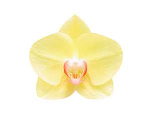 Fototapeta na wymiar Yellow phalaenopsis orchids flower blooming isolated on white background with clipping path, natural ornamental plants