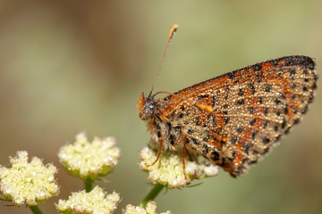 butterfly nature flower macro drop