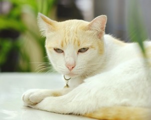 A lazy spotted cat is lying on a white table.