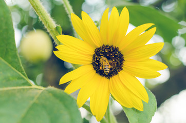 Bee on a bright yellow flower of a sunflower in the garden