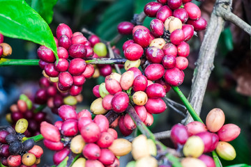 Kaffeeplanze mit Kaffeebohnen
