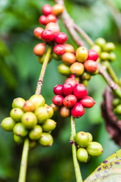 Kaffeeplanze mit Kaffeebohnen