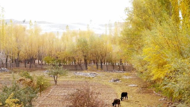 Two black cows grazing at a field in Skardu near the Katpana cold desert. Autumn scene with falling yellow leaves. Gilgit Baltistan, Pakistan.