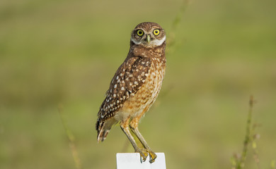 Burrowing Owl