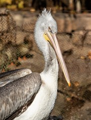 Fototapeta na wymiar bird pelican near water nature