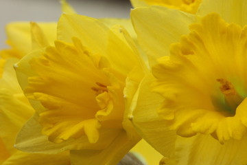 A close up photograph of a daffodil, the national flower of Wales. St David's Day flower. 