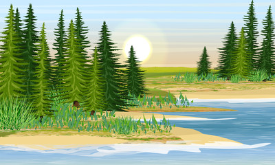 The shore of the lake and the meadow behind it. Sandy beach with grass and fir trees. Summer. Realistic Vector Landscape