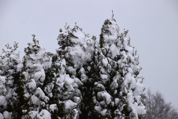 conifer trees covered with a lot of snow during a snowstorm in front of gray sky, fir trees in heavy snowfall in winter in germany
