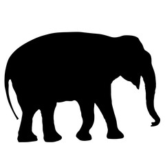 Silhouette large African elephant on a white background