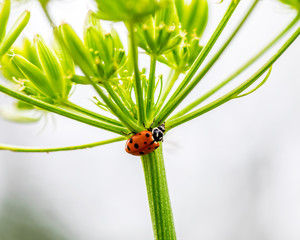 Ladybug on green stem