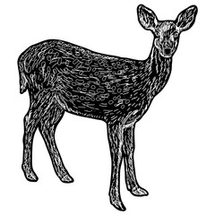 Silhouette of the deer on a white background
