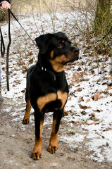 Spazieren mit dem Hund im Wald.