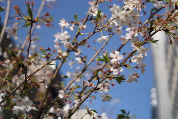 都会に咲く桜