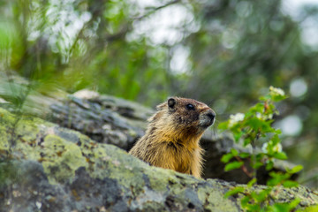 Naklejka na ściany i meble Marmot in forest
