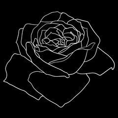Beautiful monochrome sketch, black and white rose flower isolated