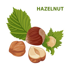 Hazelnut with leaf isolated on white background. Color image for template label, packing and emblem farmer market design. Vector illustration in cartoon flat style.