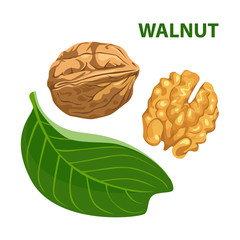 Walnut with leaf isolated on white background. Color image for template label, packing and emblem farmer market design. Vector illustration in cartoon flat style.