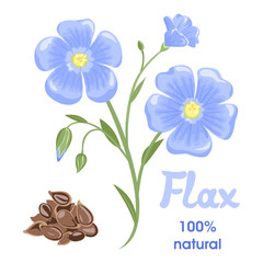Flax flowers and seeds isolated on white background. Vector illustration in cartoon simple flat style.