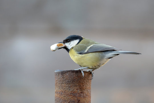 Great tit gets the cigarette butt out of the tube.