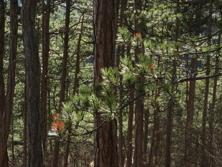 Kieferntriebsterben F&ouml;hrenwald