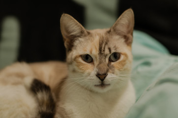 Gato atigrado bonito
