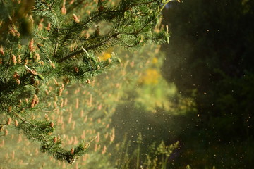 se observa volar el polem de un pino