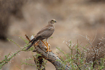 Juvenile Eastern chanting goshawk eating a rat in Samburu National Park in Kenya