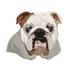 Bulldog Head Vector Illustration
