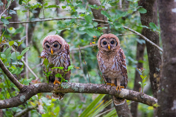 Juvenile Barred Owls